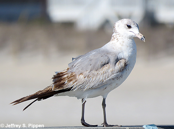 Ring-billed Gull (Larus delawarensis)