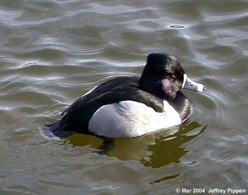 Ring-necked Duck (Aythya collaris)
