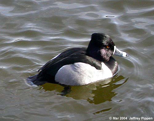 Ring-necked Duck (Aythya collaris)