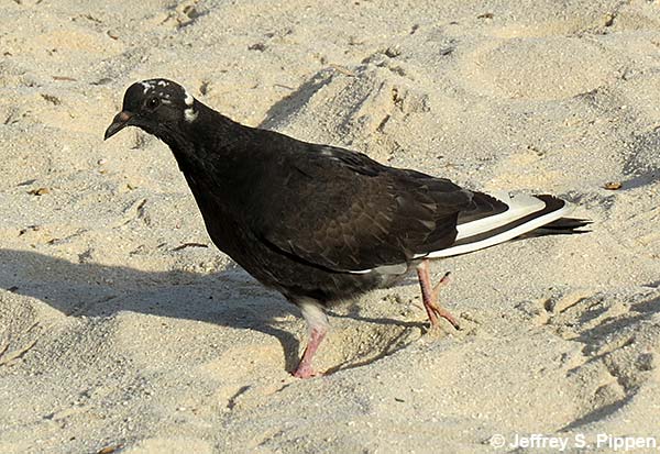 Rock Pigeon (Columba livia)