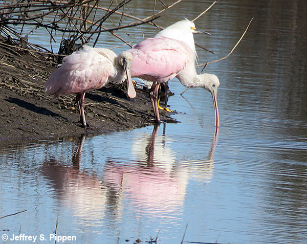 Roseate Spoonbill (Platalea ajaja)
