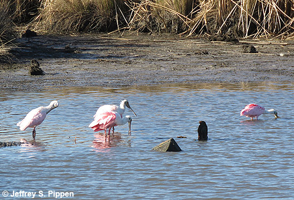 Roseate Spoonbill (Platalea ajaja)