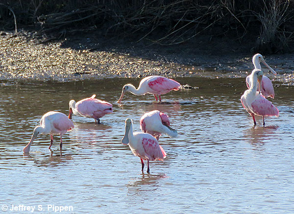 Roseate Spoonbill (Platalea ajaja)