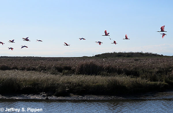 Roseate Spoonbill (Platalea ajaja)