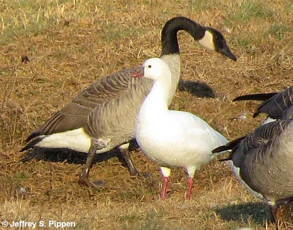 Ross's Goose (Chen rossii)