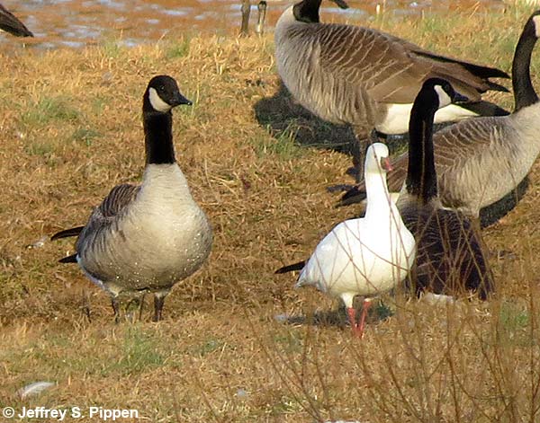 Ross's Goose (Chen rossii)