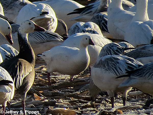 Ross's Goose (Chen rossii)