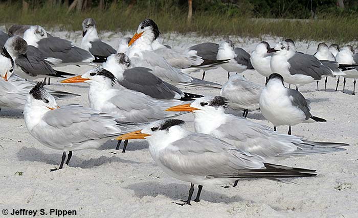 Royal Tern (Sterna maxima)