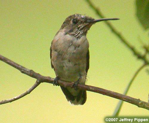 Ruby-throated Hummingbird (Archilochus colubris)