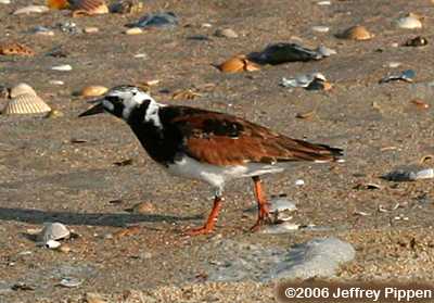 Ruddy Turnstone (Arenaria interpres)