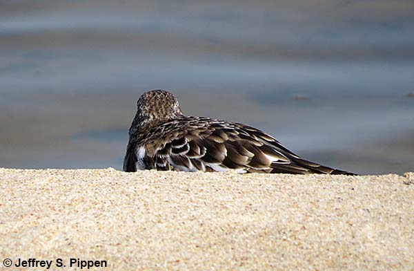 Ruddy Turnstone (Arenaria interpres)