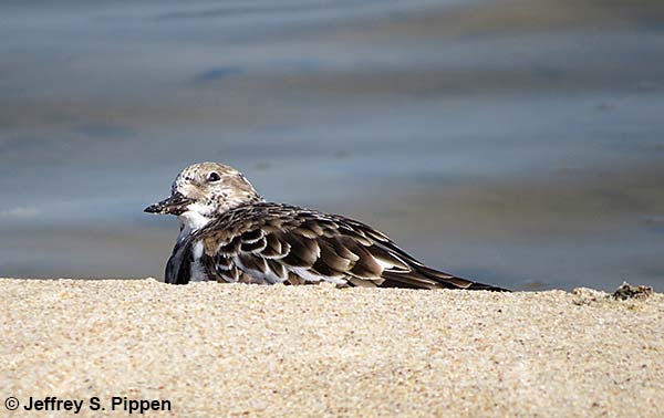 Ruddy Turnstone (Arenaria interpres)
