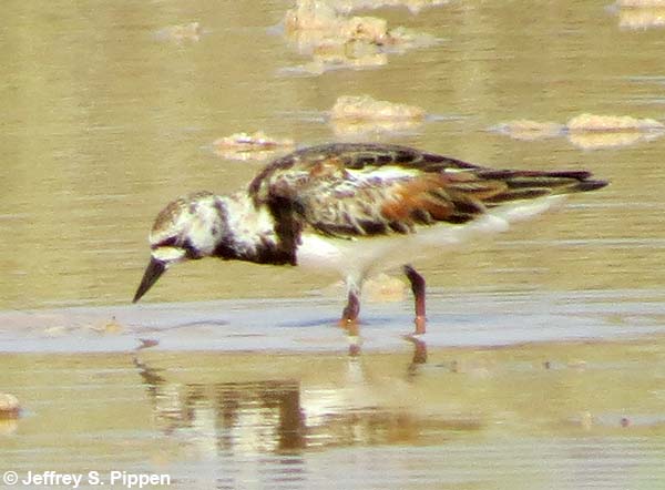 Ruddy Turnstone (Arenaria interpres)