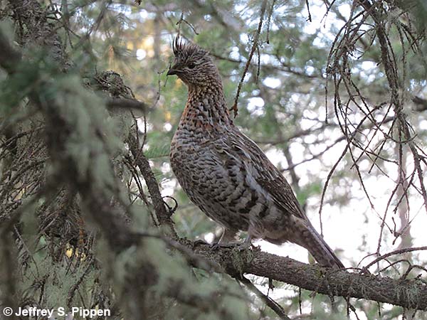 Ruffed Grouse (Bonasa umbellus)