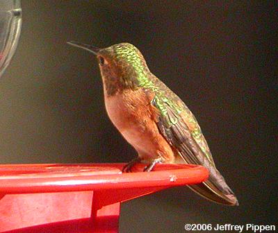 Rufous Hummingbird (Selasphorus rufus)