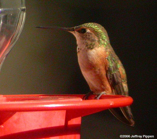 Rufous Hummingbird (Selasphorus rufus)