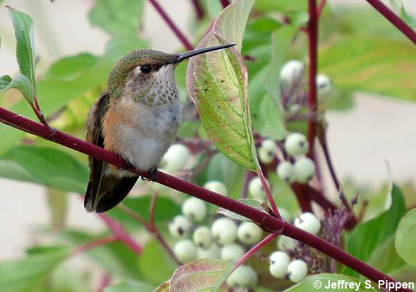 Rufous Hummingbird (Selasphorus rufus)