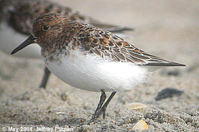 Sanderling (Calidris alba)