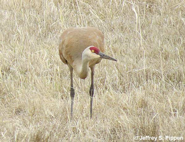 Sandhill Crane (Grus canadensis)