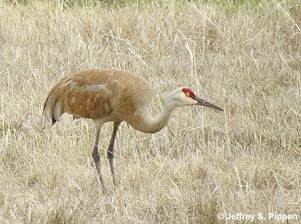 Sandhill Crane (Grus canadensis)
