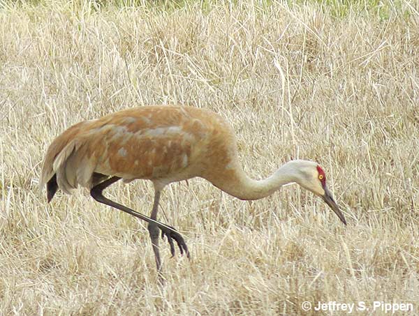 Sandhill Crane (Grus canadensis)