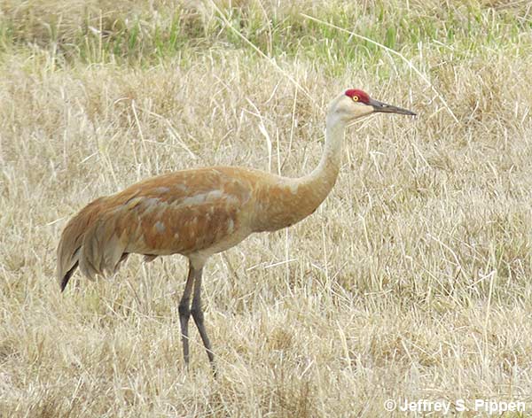 Sandhill Crane (Grus canadensis)