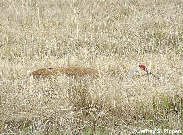 Sandhill Crane (Grus canadensis)