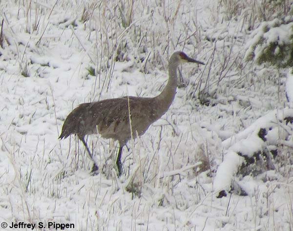 Sandhill Crane (Grus canadensis)