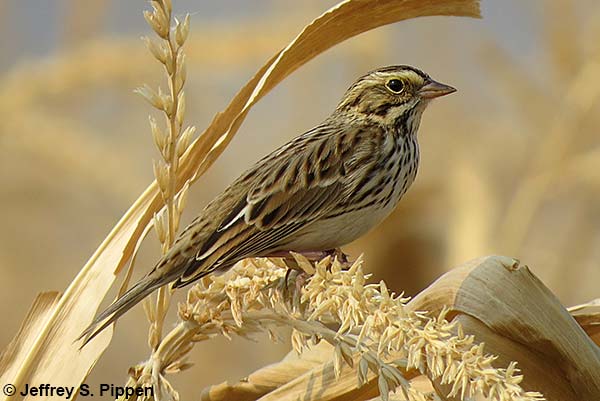 Savannah Sparrow (Passerculus sandwichensis)