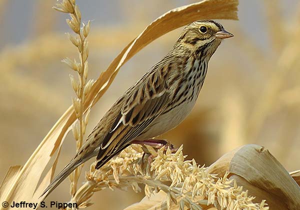 Savannah Sparrow (Passerculus sandwichensis)