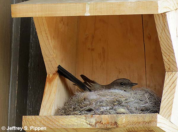 Say's Phoebe (Sayornis saya) nest