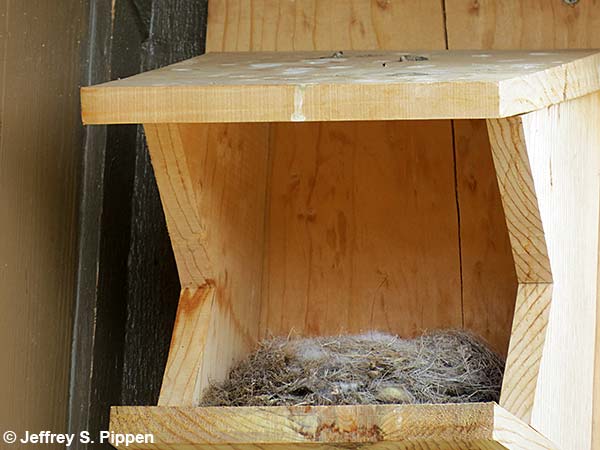 Say's Phoebe (Sayornis saya) nest
