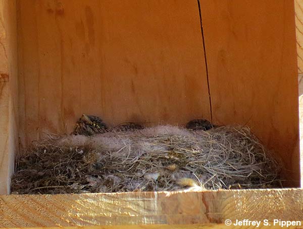 Say's Phoebe (Sayornis saya) nest