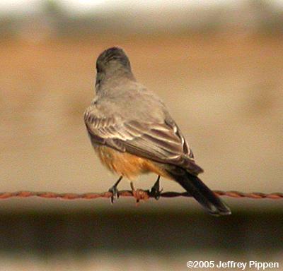 Say's Phoebe (Sayornis saya)