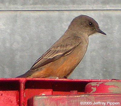 Say's Phoebe (Sayornis saya)