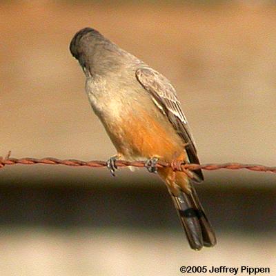 Say's Phoebe (Sayornis saya)
