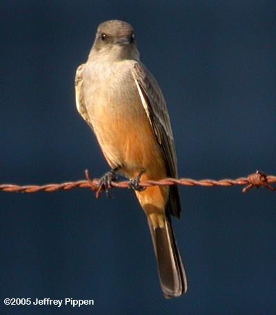 Say's Phoebe (Sayornis saya)