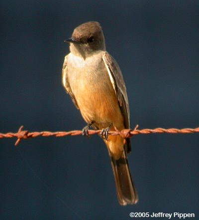 Say's Phoebe (Sayornis saya)