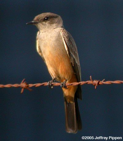 Say's Phoebe (Sayornis saya)