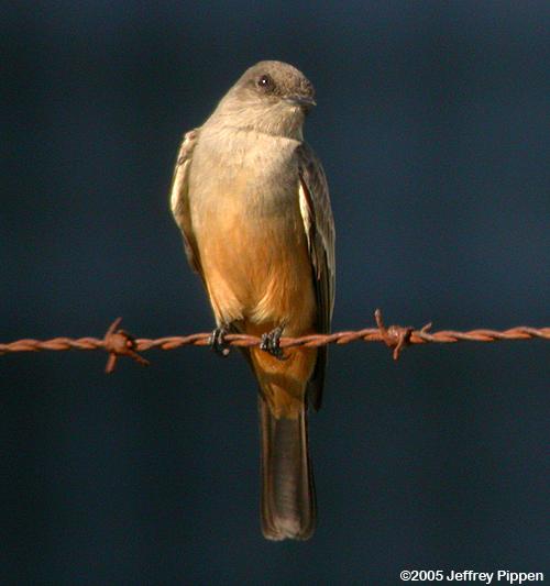 Say's Phoebe (Sayornis saya)