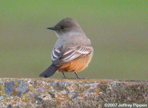 Say's Phoebe (Sayornis saya)