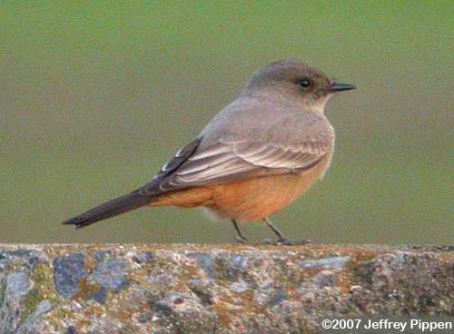 Say's Phoebe (Sayornis saya)