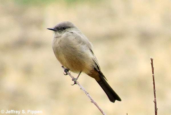 Say's Phoebe (Sayornis saya)