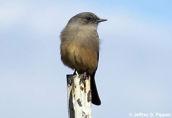 Say's Phoebe (Sayornis saya)