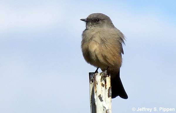 Say's Phoebe (Sayornis saya)