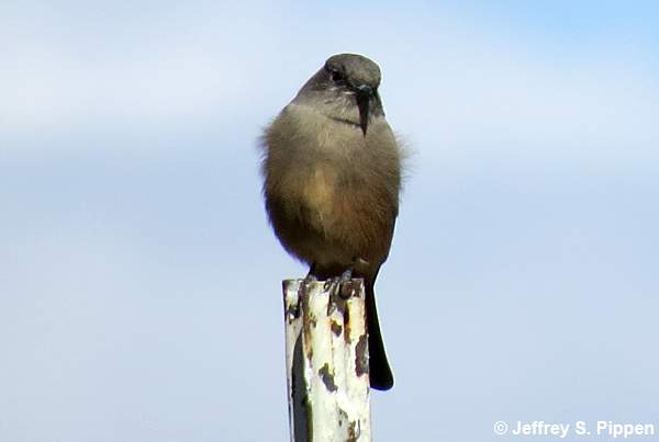 Say's Phoebe (Sayornis saya)