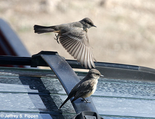 Say's Phoebe (Sayornis saya)