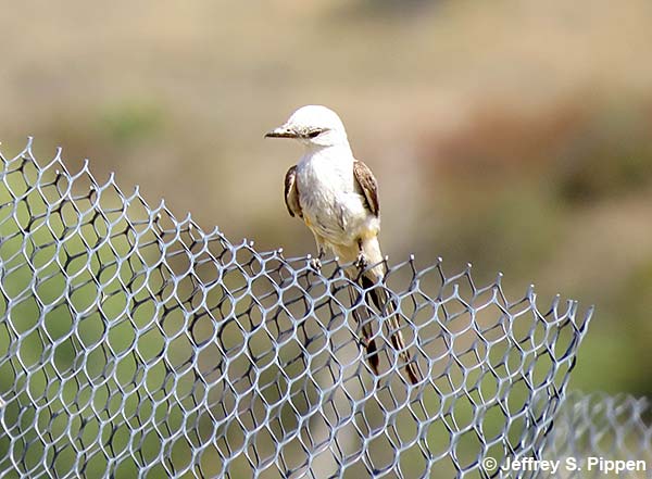 Scissor-tailed Flycatcher (Tyrannus forficatus)