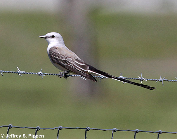 Scissor-tailed Flycatcher (Tyrannus forficatus) near Wallisville, Chambers Co., TX 10 Apr 2018