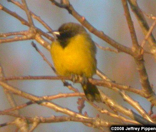 Scott's Oriole (Icterus parisorum)